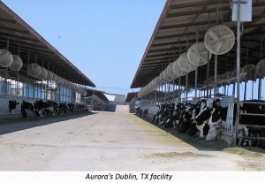 Aurora Dairy