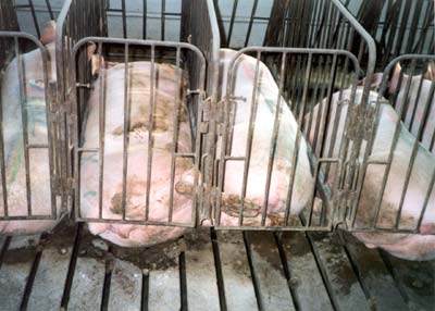 Pig Cage