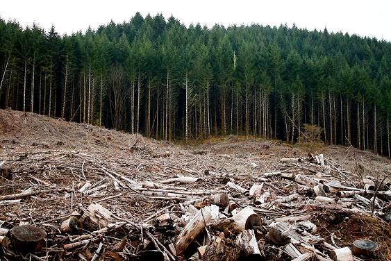 Clearcutting