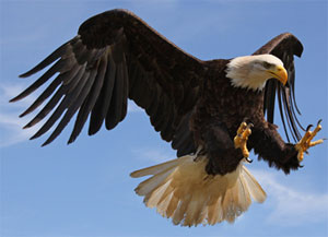 Eagle Golden