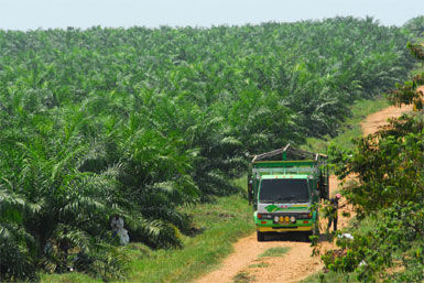 Palm Oil Guatemala