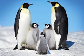 Penguin Emperor