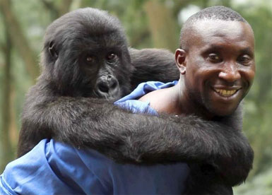 Gorilla Congo1