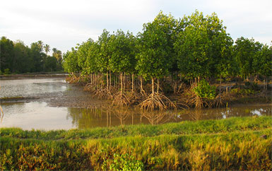 Mangroves Indonesia