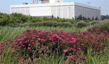Ford rouge green roof
