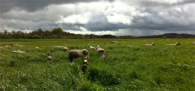 Farmland-LP.jpg