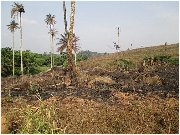 575x432_08061643_ebola-guinea.jpg