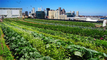 Green Roof Boston