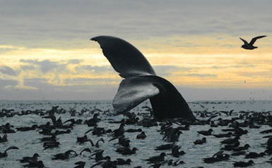 Bristol Bay