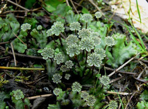 Ancient Plant Byrophtes