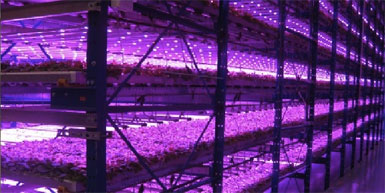 Vertical Farm Caliber Biotherapeutics