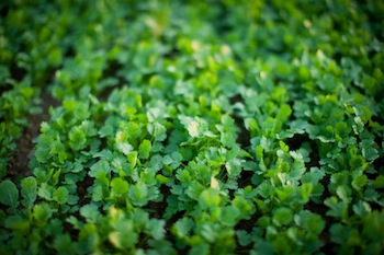 Chipotle Produce