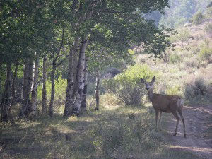 Tar Sands Utah Deer