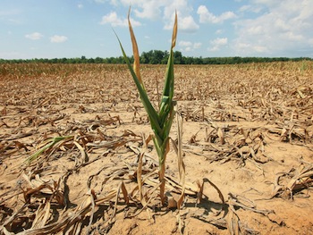 Drought-Stressed Corn