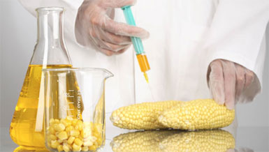 GMO-Maize.jpg