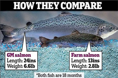 GMO Salmon