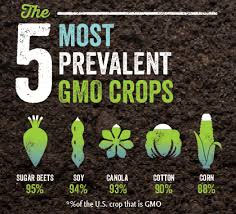 GMO Most Common Crops