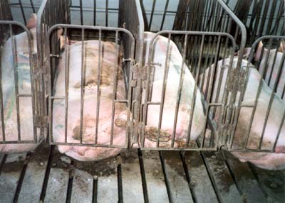 Pig Cage