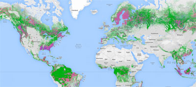 Global-Forest-Watch.jpg