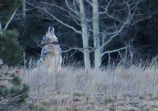 Wolves Grand Canyon
