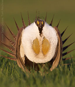 Greater-Sage-Grouse-final.jpg