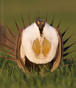 Sage Grouse