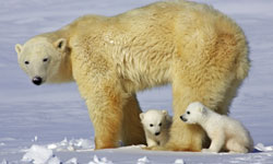 Polar Bear