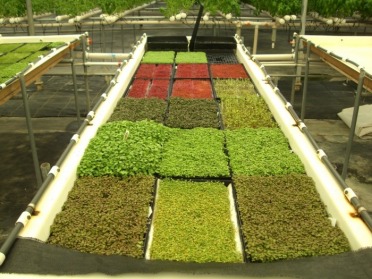 Hydro Farms