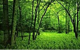 India forest