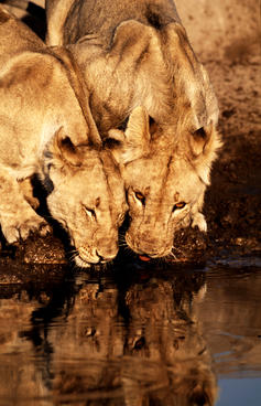Namibia Lions