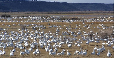 Malheur-National-Wildlife-R.jpg