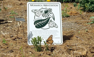 Monarch waystation 