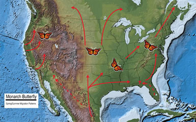 Monarch Migration