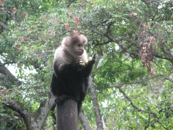 Monkey