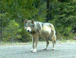 Wolves OR7
