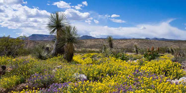 Wilderness Organ Mountains National Monument