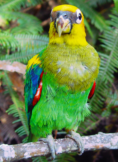 Parrot