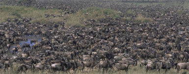 Wildlife Wildebeest Migration