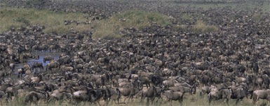 Wildebeest.jpg