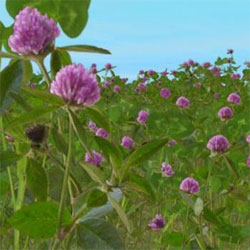 GMO Alfalfa