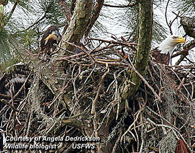Bald Eagle