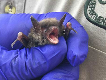 Bats White-Nose Released