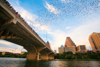 Bats Austin