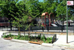 Bioswale NYC