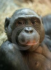 Wildlife Bonobo