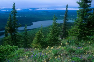 Boreal Forest