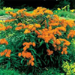 Butterfly Weed