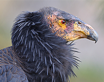 California Condor