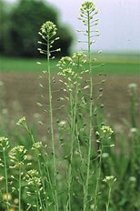 Camelina - for jet fuel