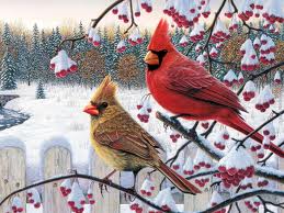 Birds Cardinals in Winter